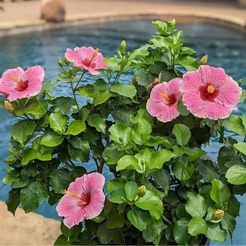 Hibiscus